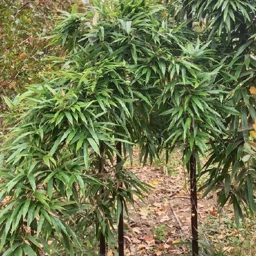 新沂市紫竹苗0.5－4公分粗1－4米高绿植四季常青10棵起包邮徐州