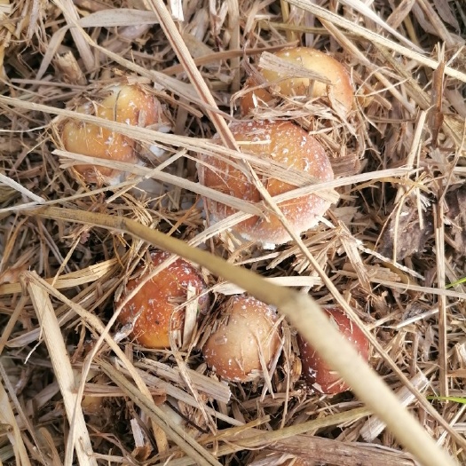莒县草菇 大球盖菇