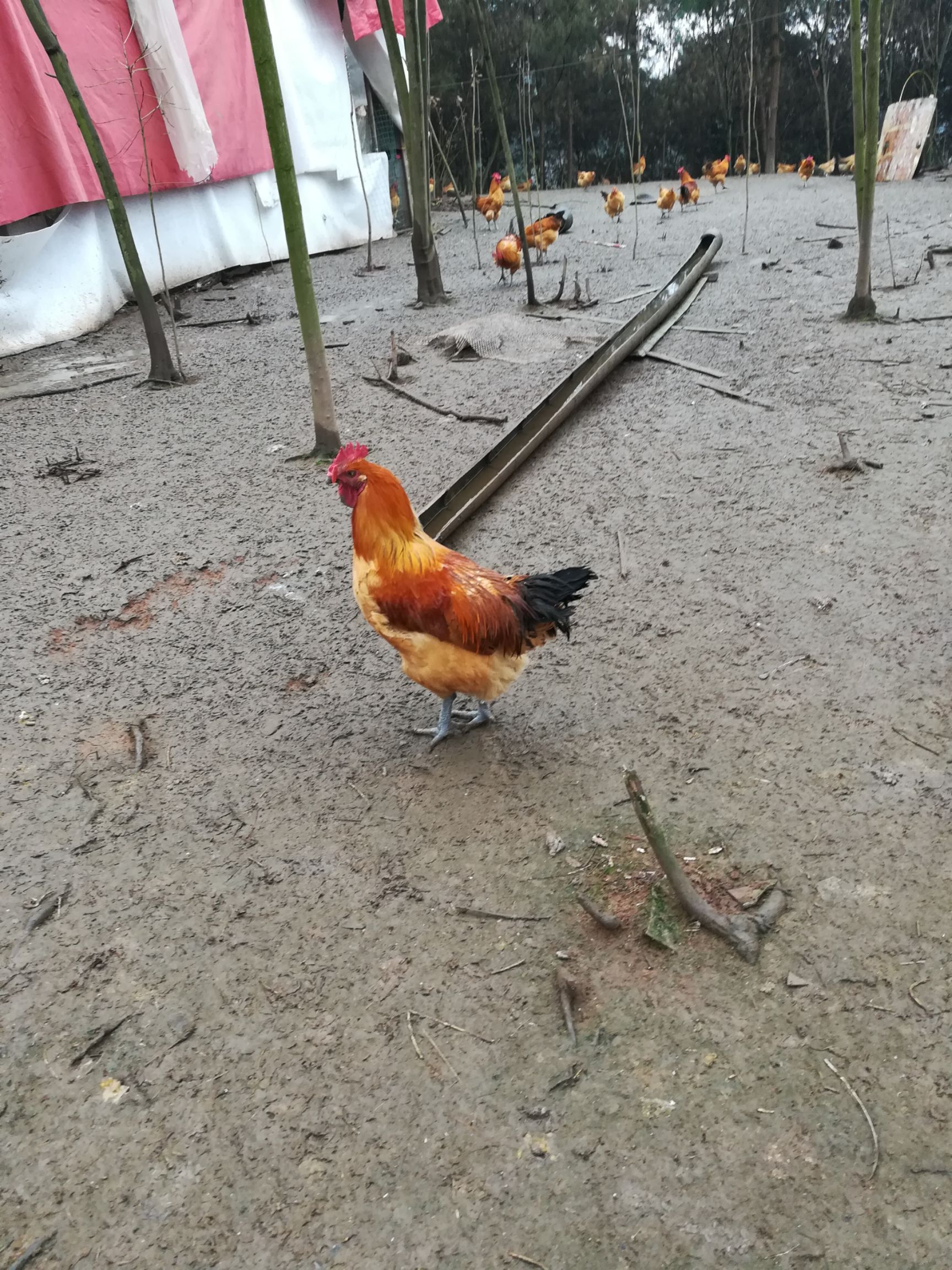  瑶鸡，跑山粮食鸡，全放养