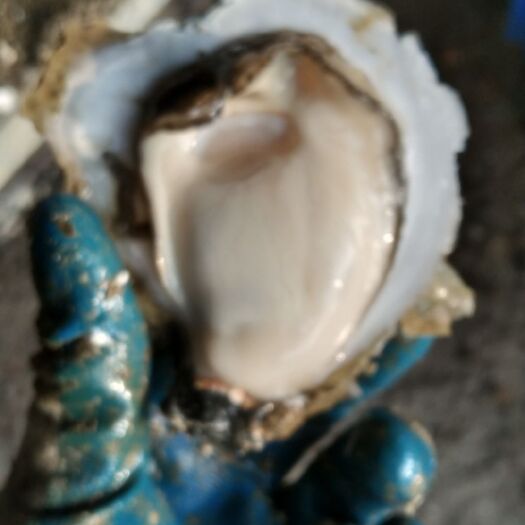 湛江净化蚝  湛江生蚝
