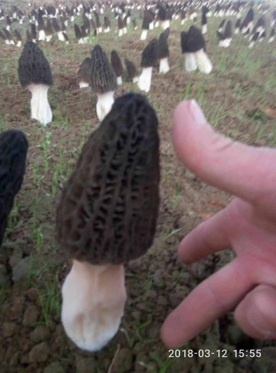 羊肚菌鲜品基地直供，量大价优，欢迎咨询！