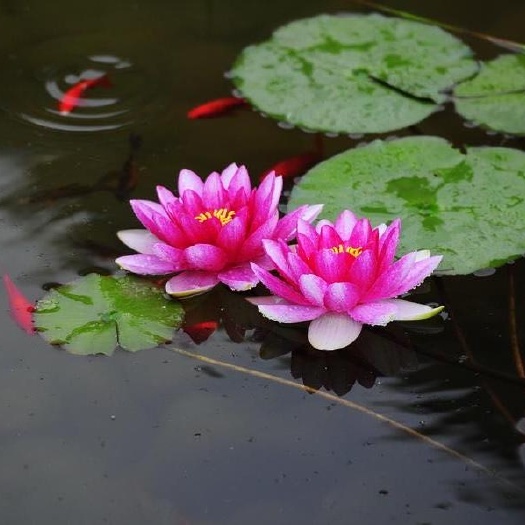 沭阳县庭院池塘水池鱼缸水生睡莲水培植物水养四季大睡莲根块