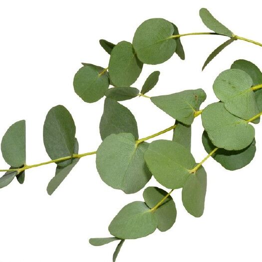 祥云县植物检测 桉油生产厂家