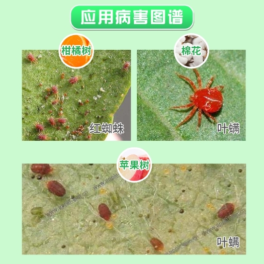 闽侯县挫败30%阿维螺螨酯柑橘树红蜘蛛农药阿维螺螨酯杀虫杀螨剂
