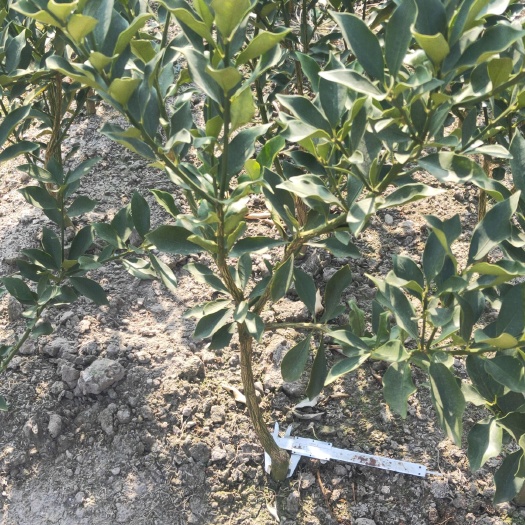 阳朔县脆蜜金柑苗  脆蜜金桔假植苗