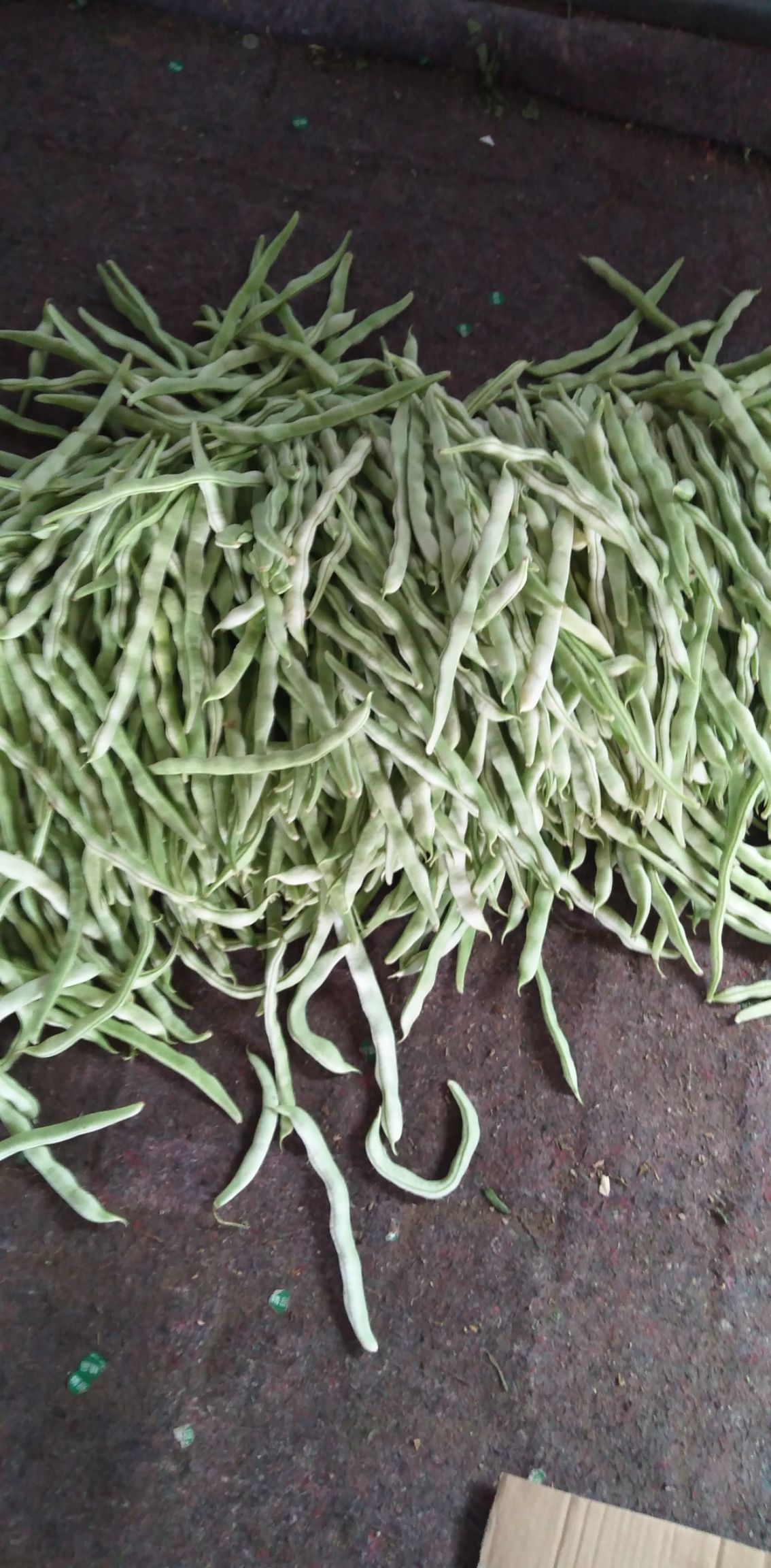 架豆王豆角 豆角产地直销大量上市