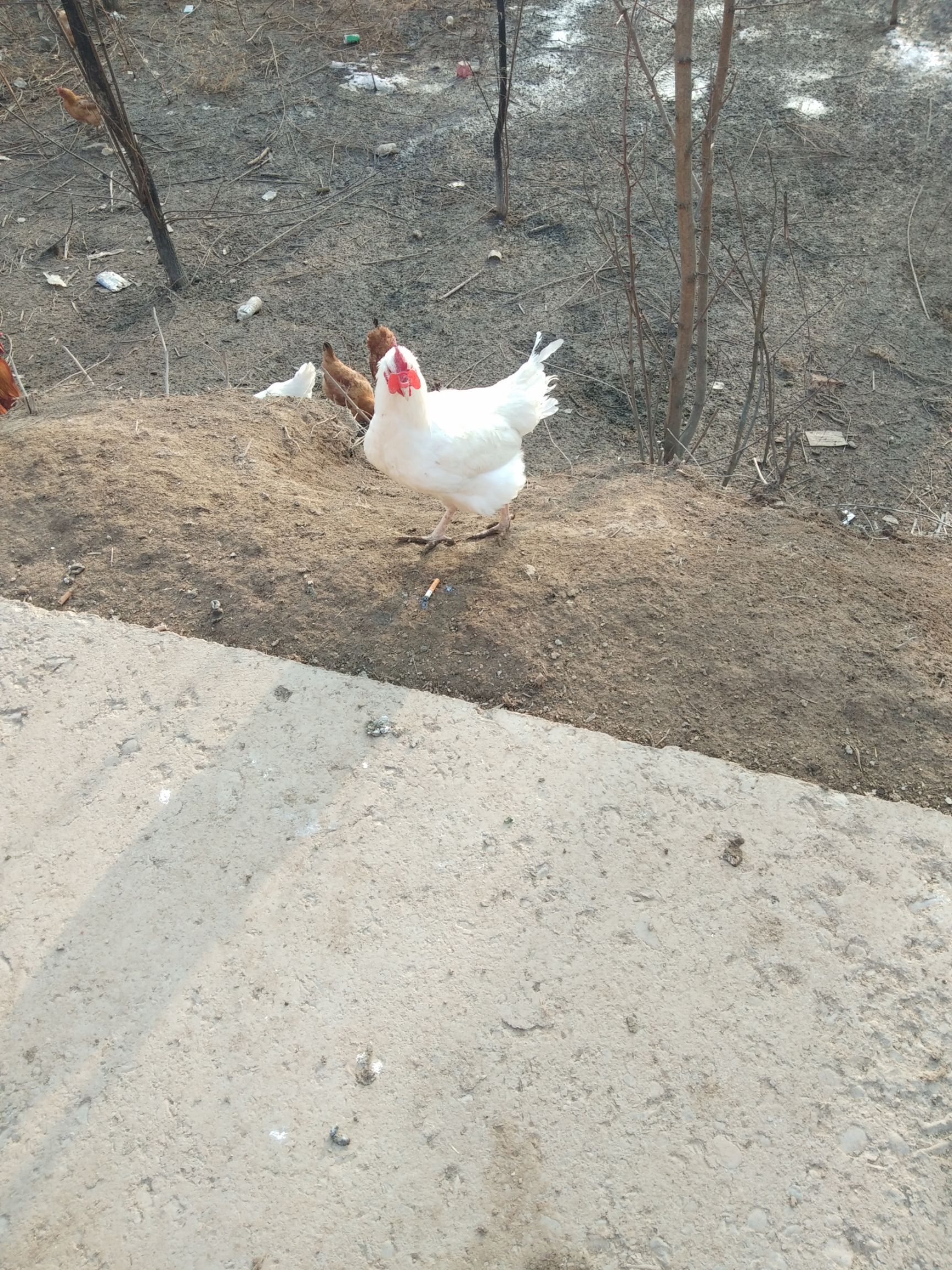 七个月以上的散养土鸡