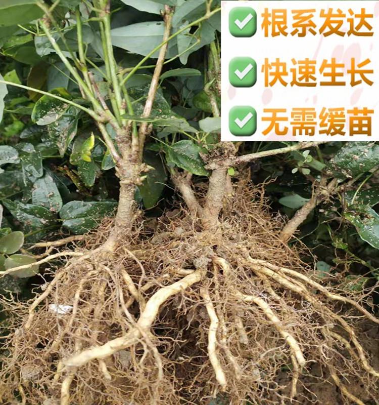 八月瓜苗  八月瓜改良苗南方果树苗无籽少籽基地直销