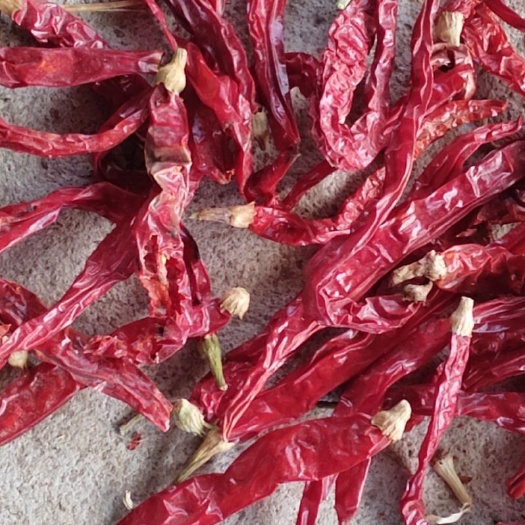 鄢陵县干线椒  新疆二荆条（颜色靓，质量好，值得拥有）