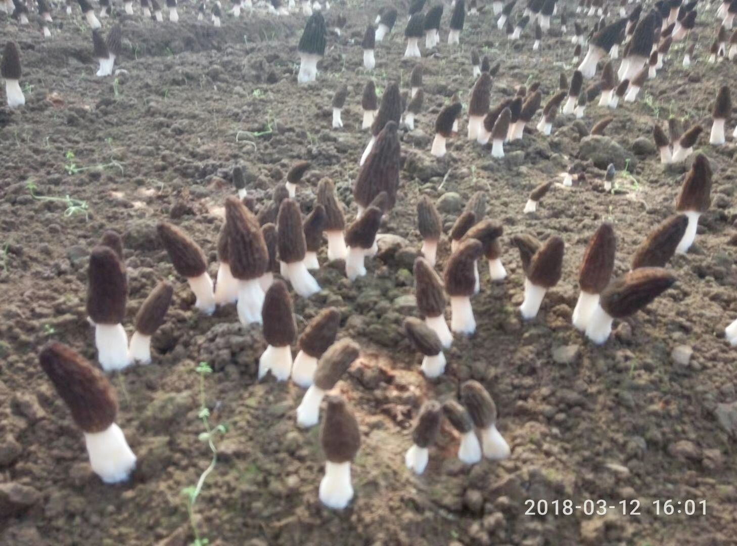 羊肚菌鲜品基地直供，量大价优，欢迎咨询！