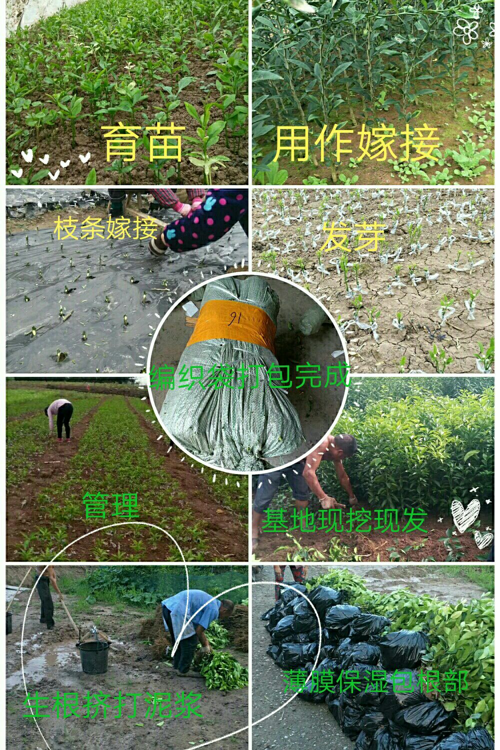 沃柑苗  甜度高水份好留果久