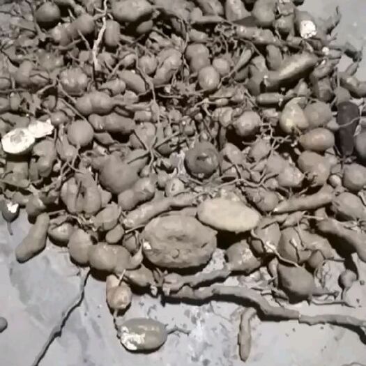 都江堰市金果榄 山里挖的地苦胆