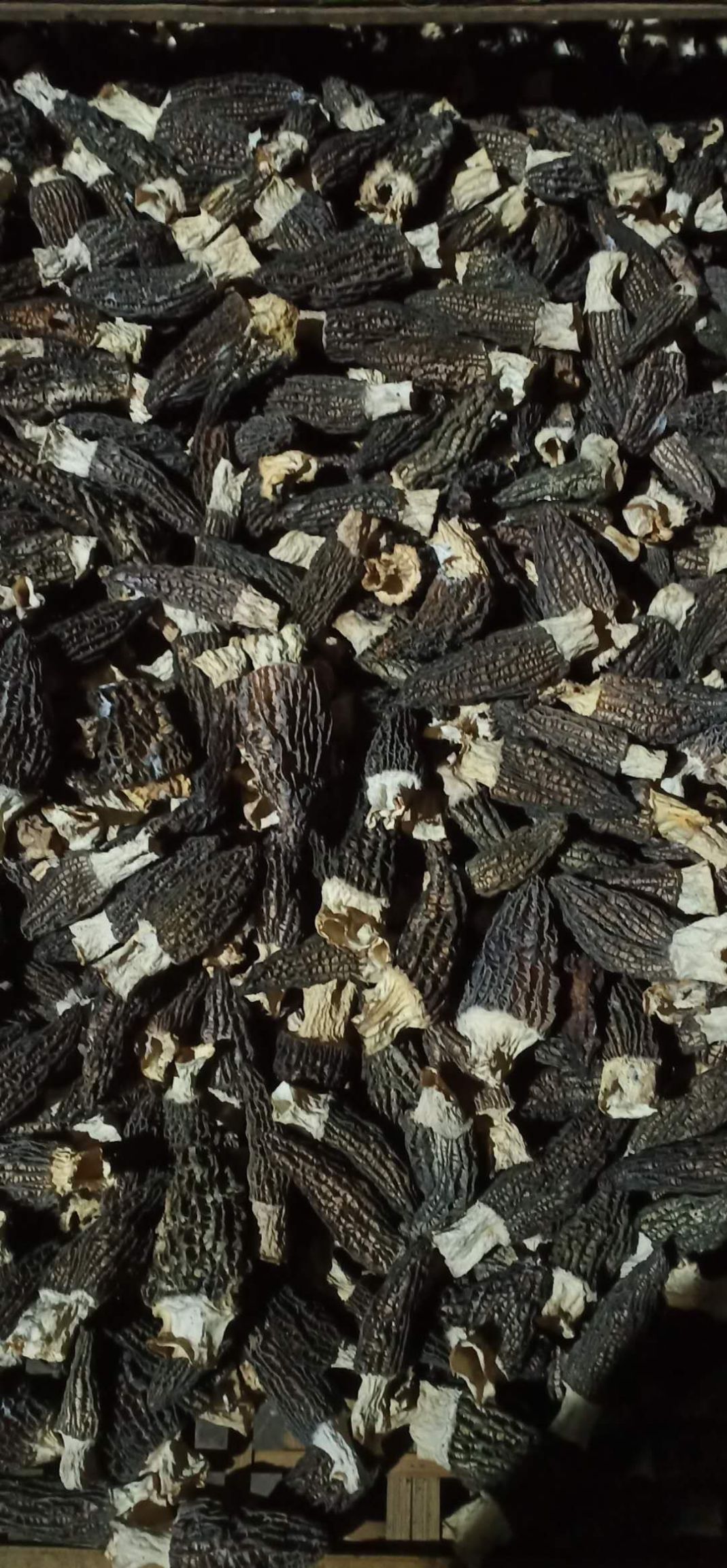 羊肚菌鲜品基地直供，量大价优，欢迎咨询！