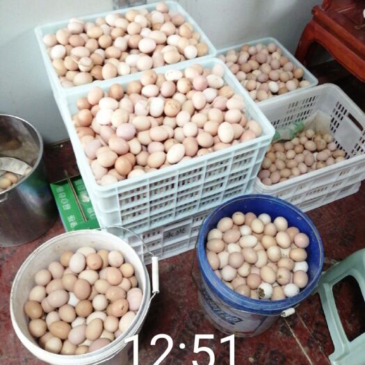 南京土鸡蛋 散养草鸡蛋