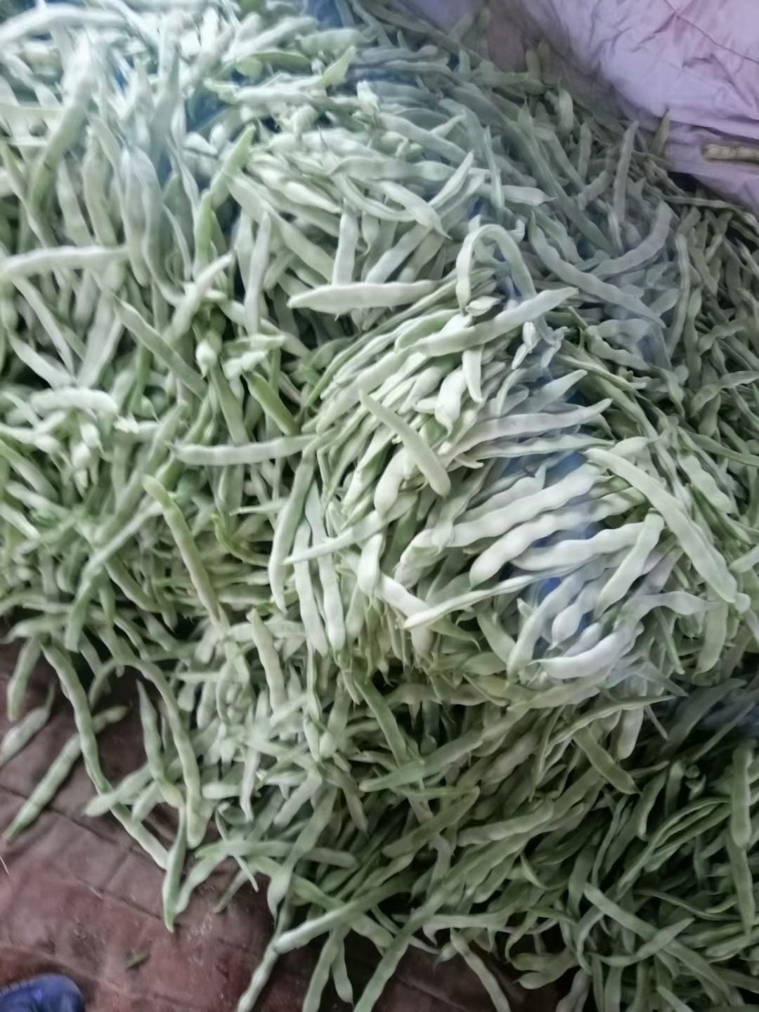 架豆王豆角 豆角产地直销大量上市