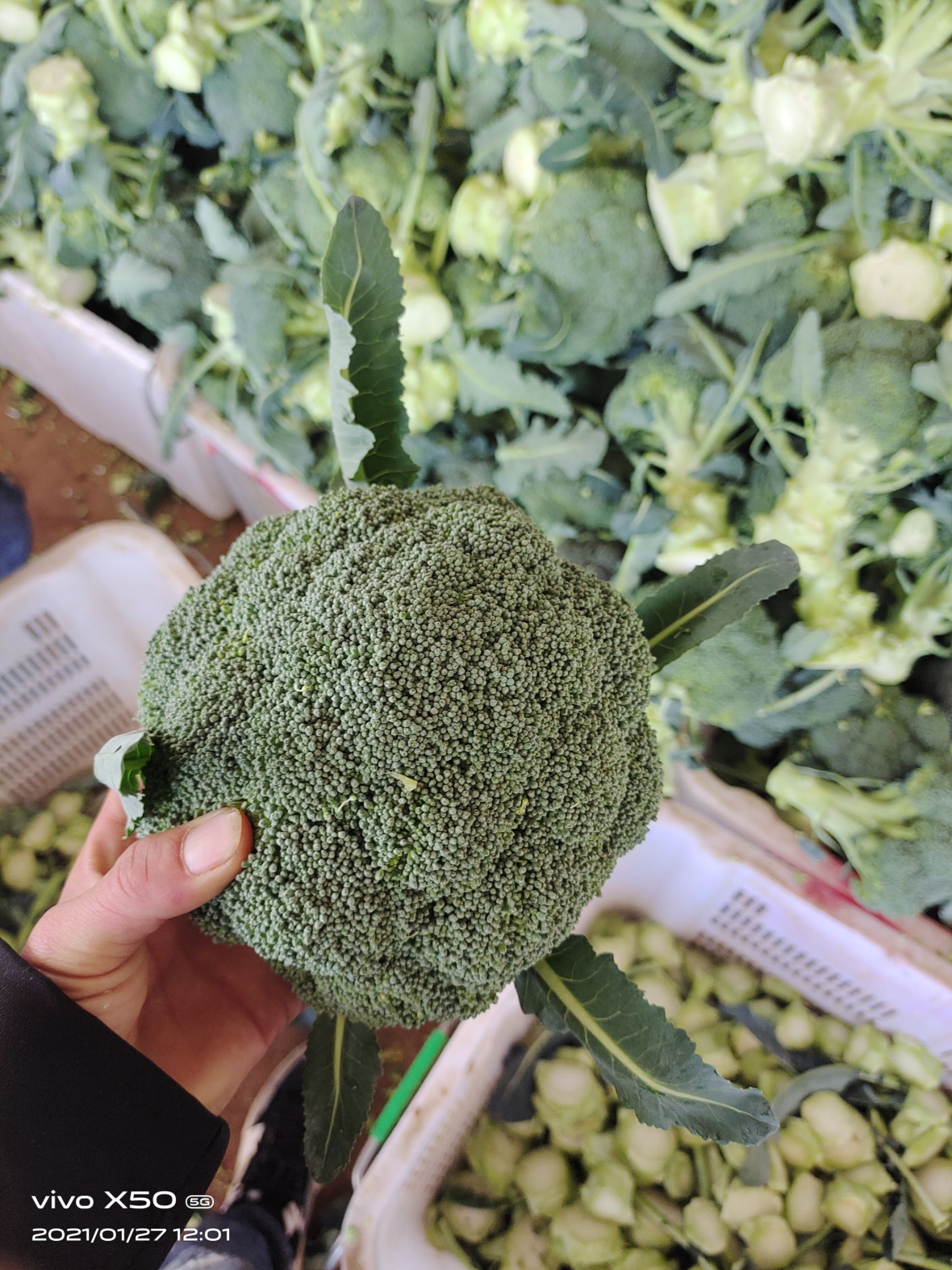 绿翡翠西兰花  云南精品西蓝花  保质保量  量大从优