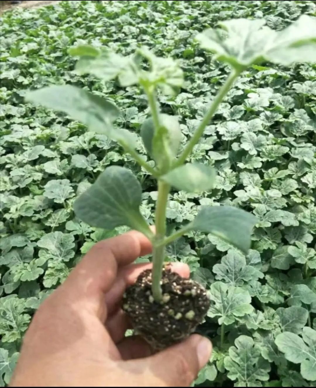 麒麟西瓜苗 麒麟  8424 精品甜王西瓜苗