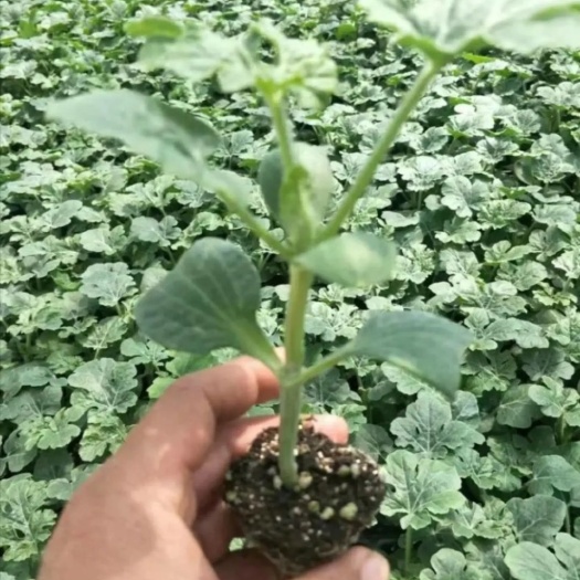 莘县麒麟西瓜苗 麒麟  8424 精品甜王西瓜苗