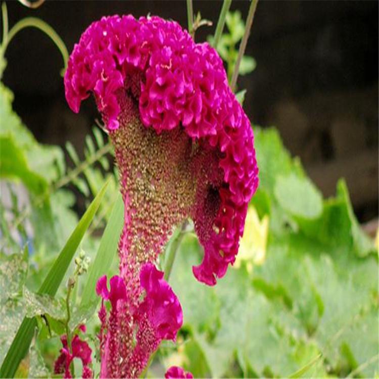 雞冠花種子