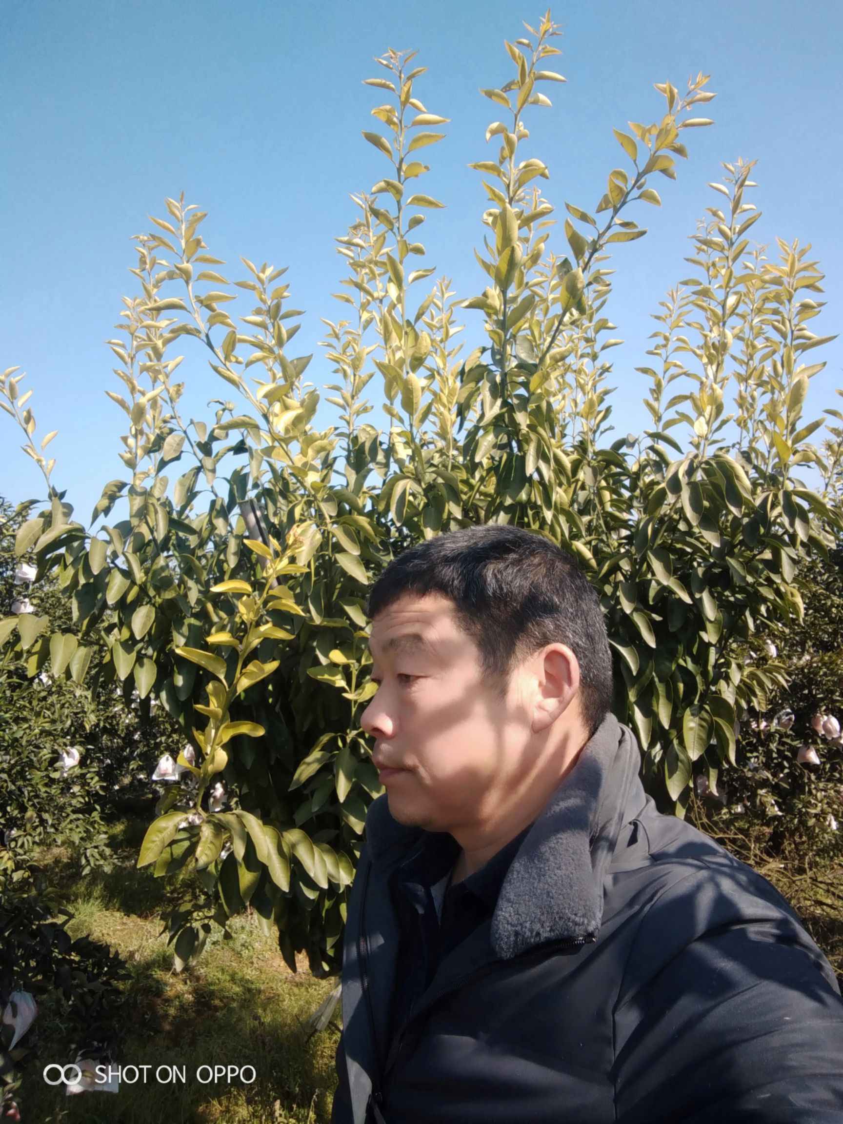 柑桔枝条  华美7号枝条，华美1号枝条