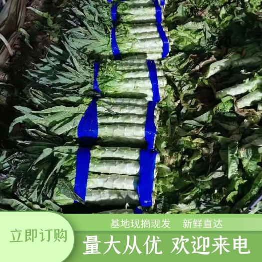 宿州精品万亩红叶莴笋规格好产地直发，无空心单颗重2斤以上