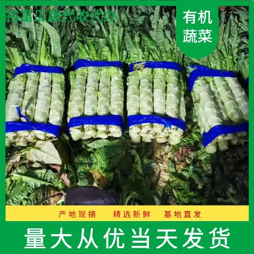 宿州红叶莴笋  红尖叶精品莴笋诚信代办，合作共赢，视频看货