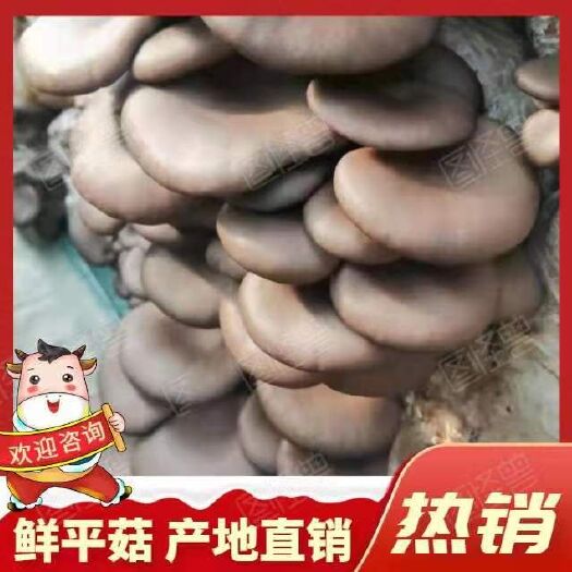 成安县鲜平菇批发，小黑平菇，产地供货，货源稳定！