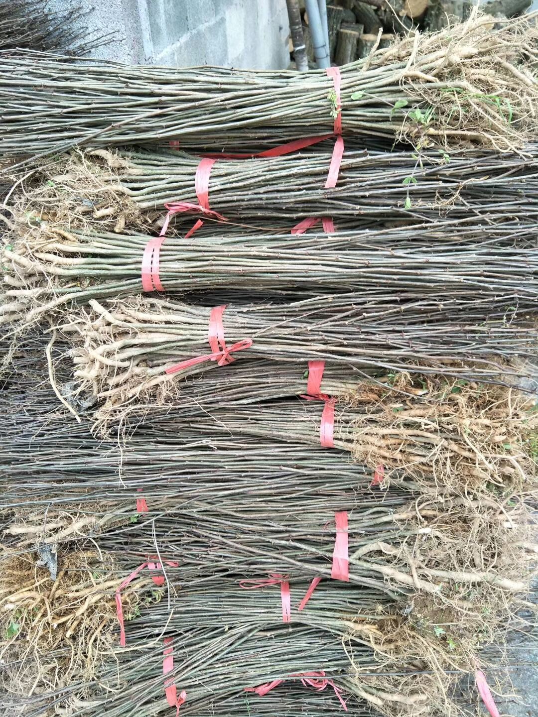 刺槐，洋槐，一年刺槐，两年刺槐，刺槐苗。