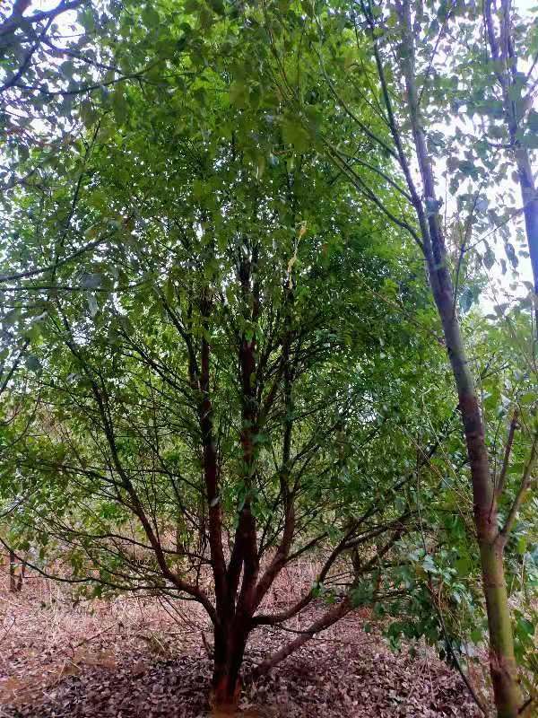 杨梅树  杨梅东魁杨梅