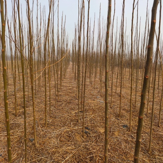 泰安苦楝树苗 基地出售苦楝苗 地径1公分2公分3公分苦楝苗
