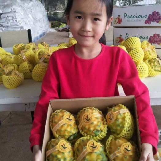 南宁火龙果 特级果 白色 
