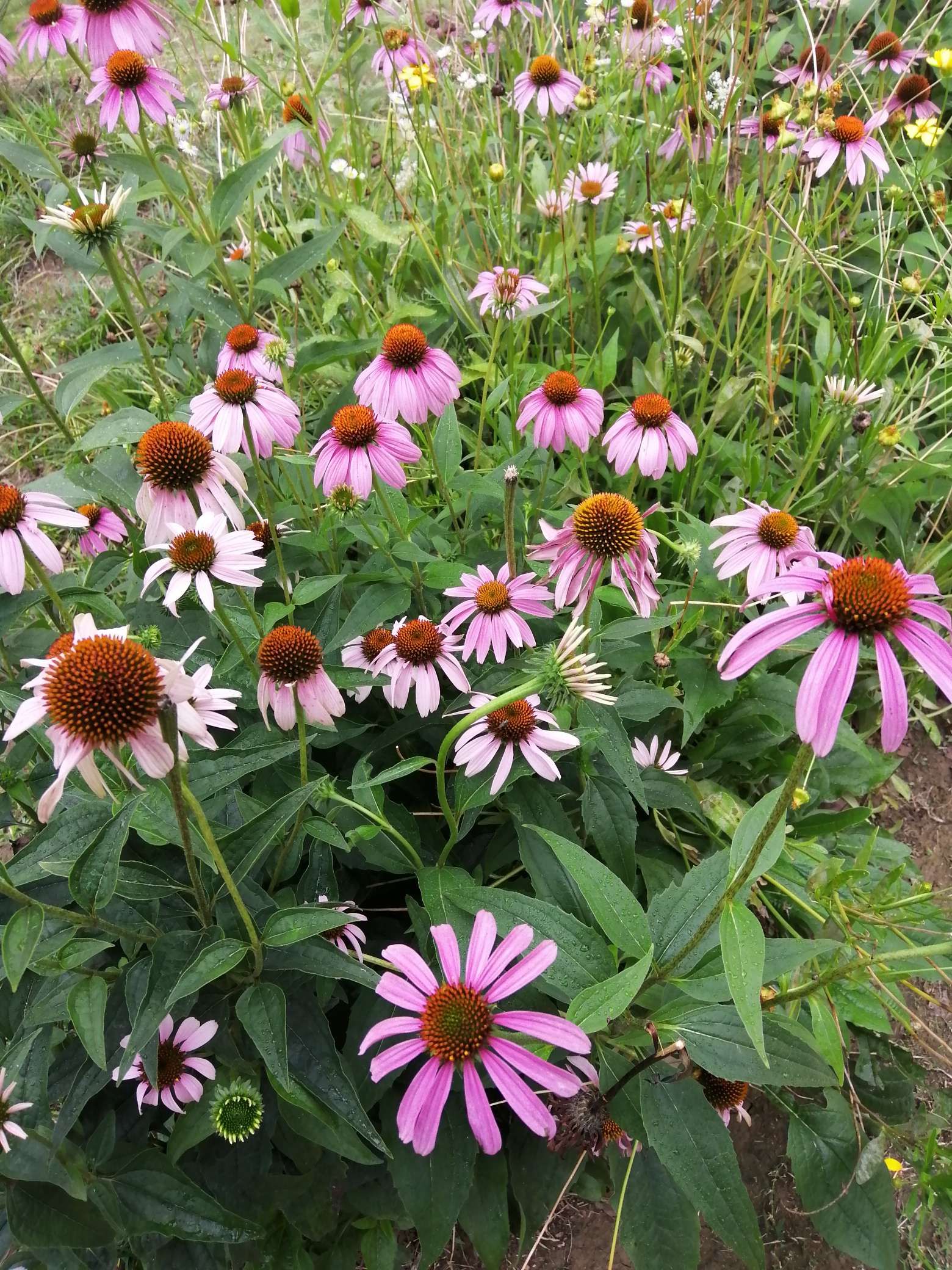 松果菊种子