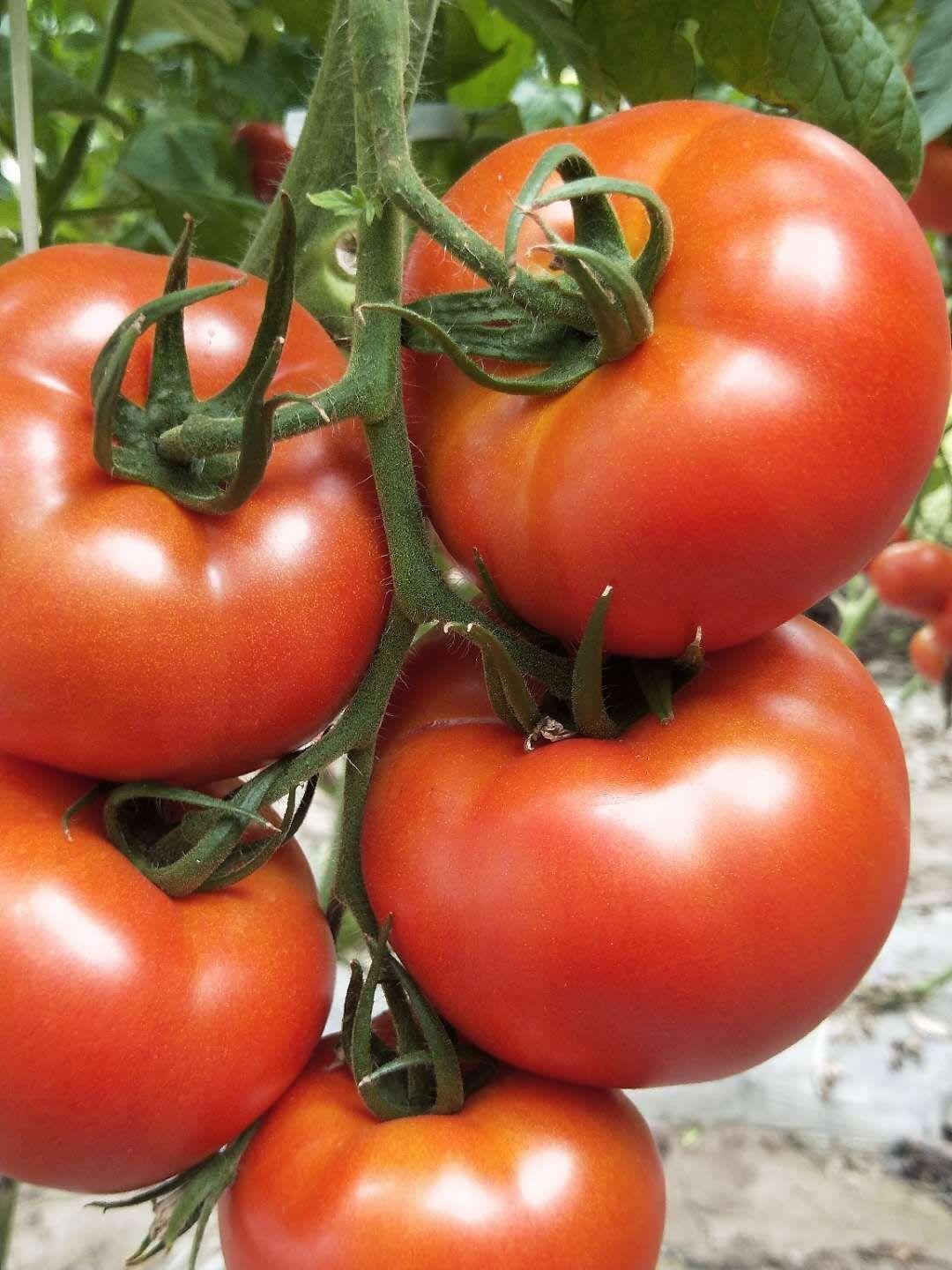 寿光市大红果西红柿种子番茄种子 加利种子大果型