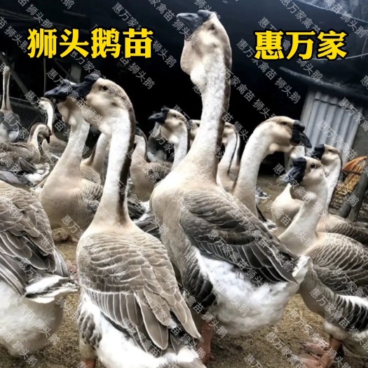 狮头鹅苗 大种黄脚汕头狮头鹅苗  特大种狮头鹅苗