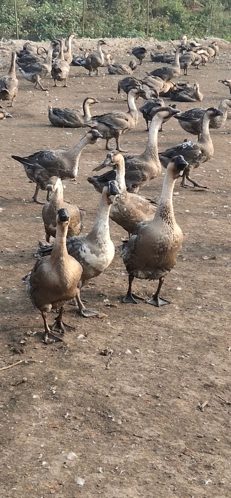 狮头鹅 12斤以上 统货 全散养