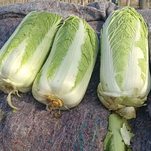 南皮县黄心大白菜 