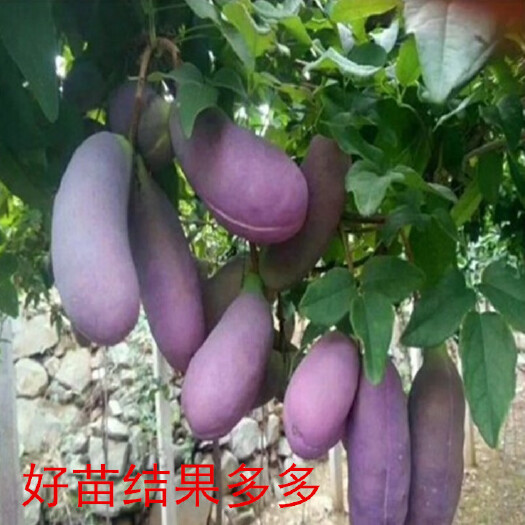 八月瓜苗  八月瓜改良苗南方果树苗无籽少籽基地直销