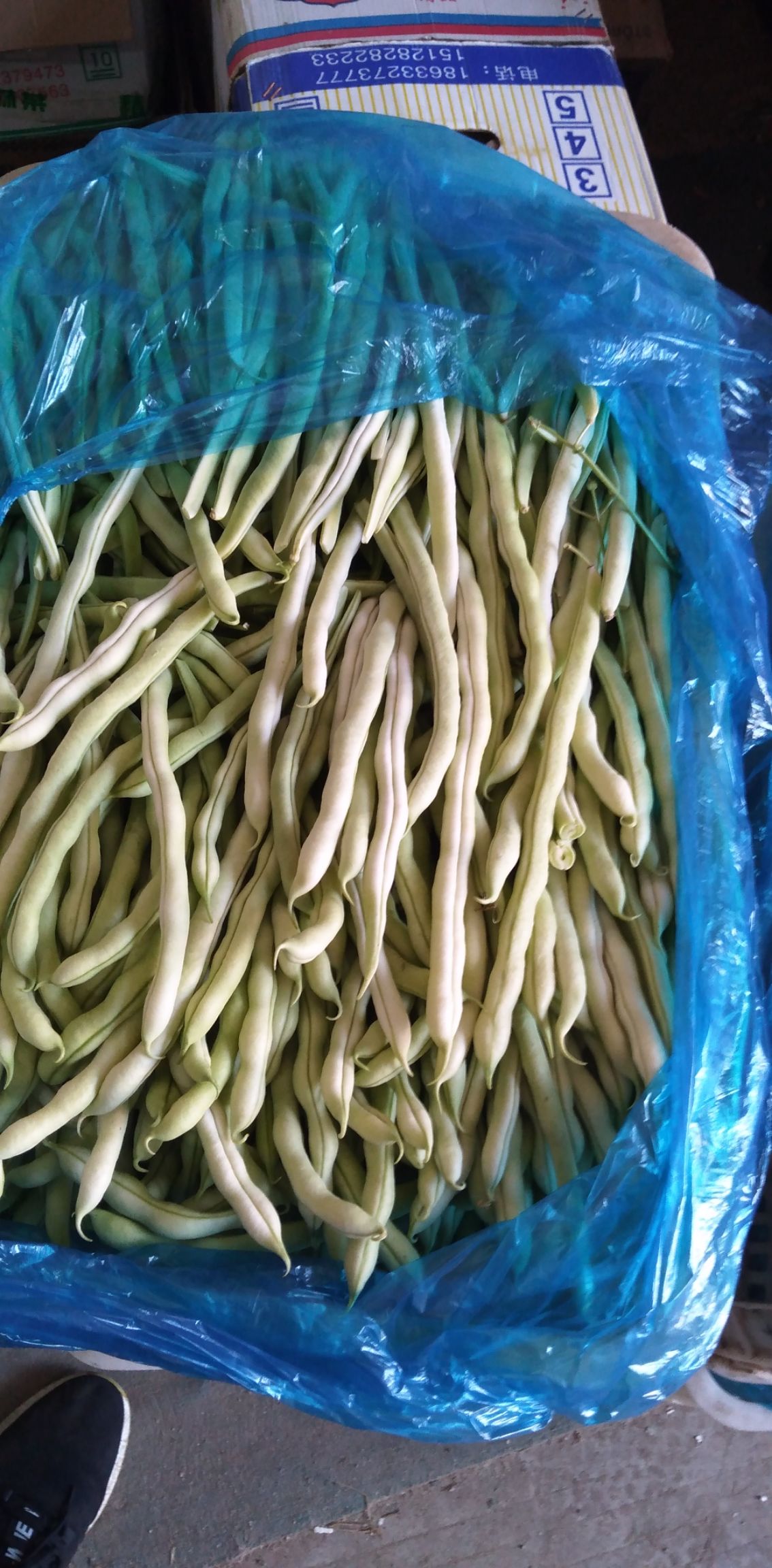 架豆王豆角 豆角产地直销大量上市
