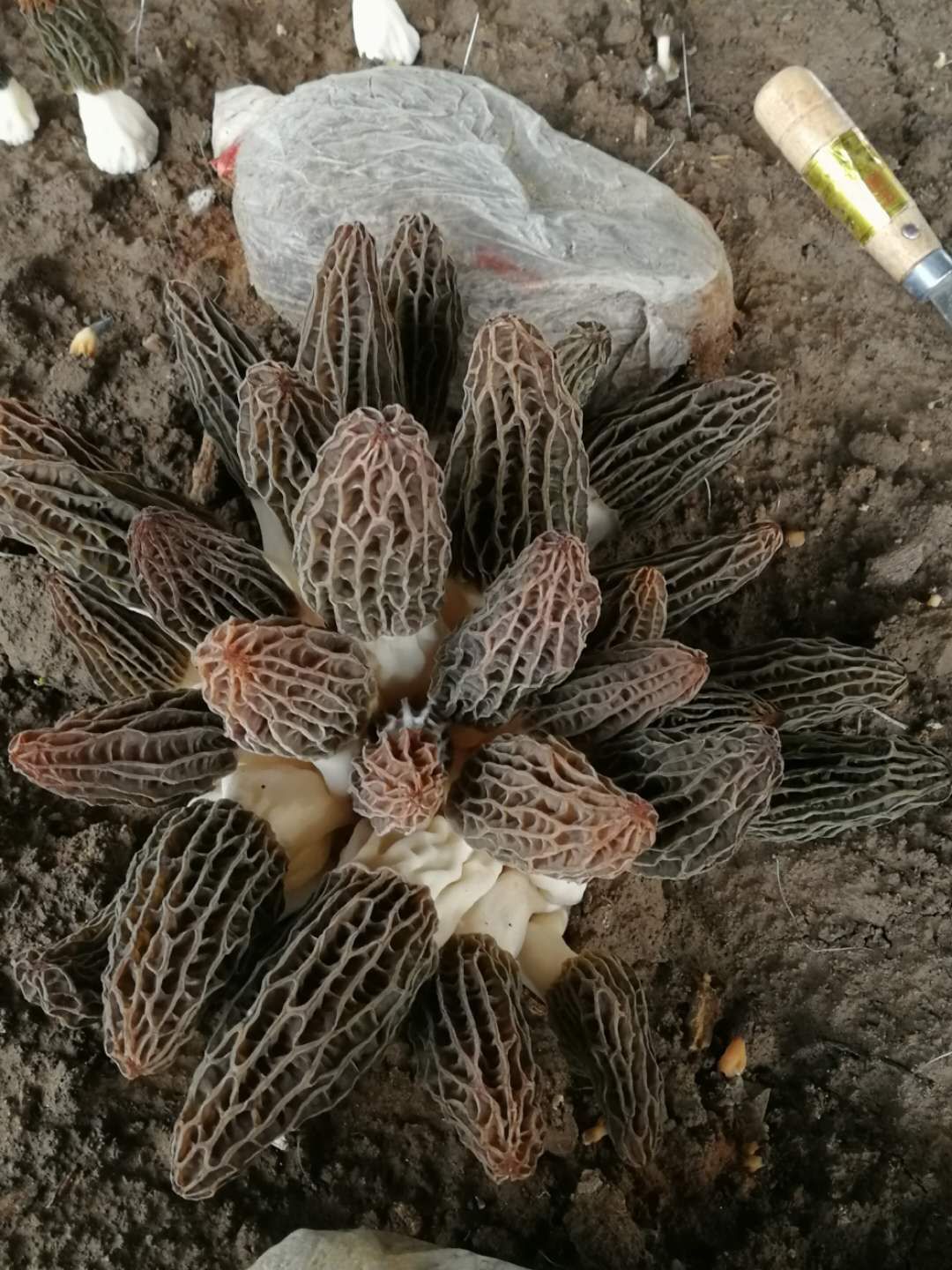 羊肚菌鲜品基地直供，量大价优，欢迎咨询！