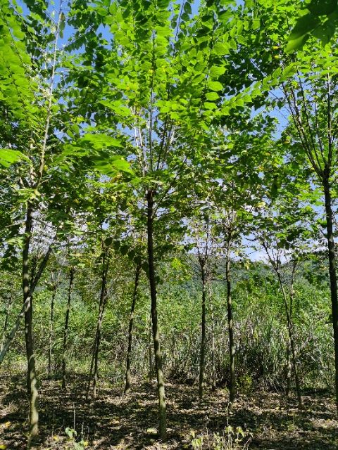 3公分青檀树 4公分青檀树 檀木 中国青檀树原产地