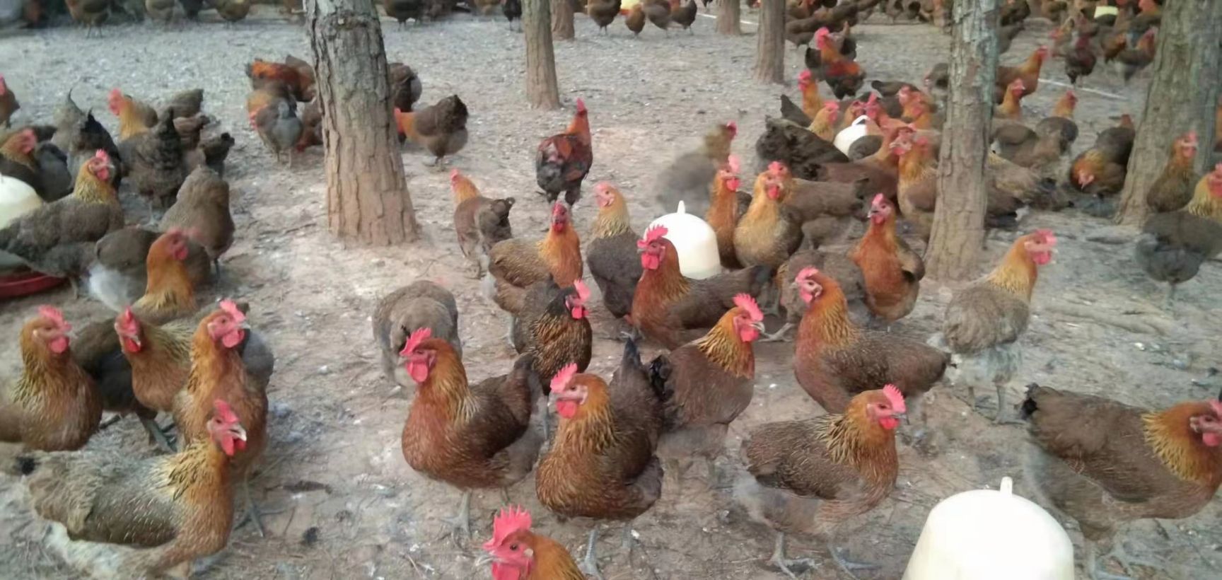 开产崇仁土鸡 母鸡