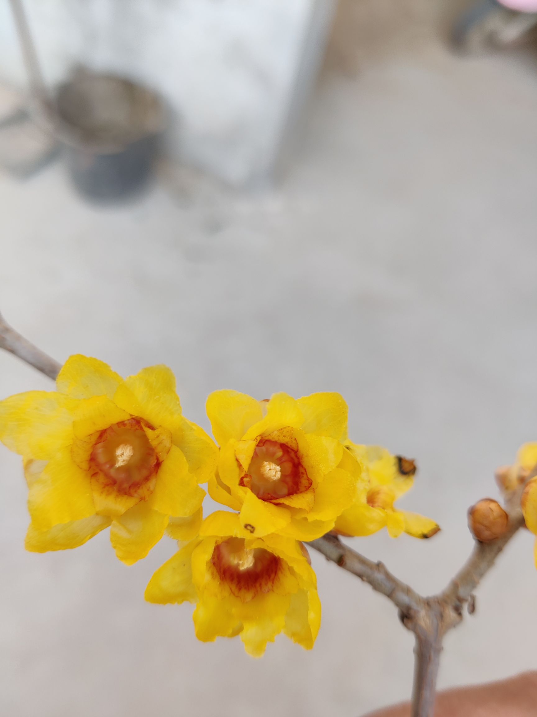 素心腊梅  高杆腊梅一到五公分