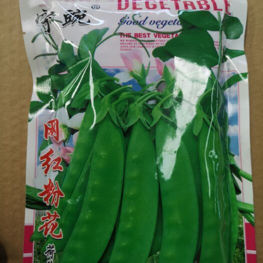 平罗县粉花荷兰豆种子 小荚豆种子 云南蔬菜基地甘肃冷凉菜主栽品种