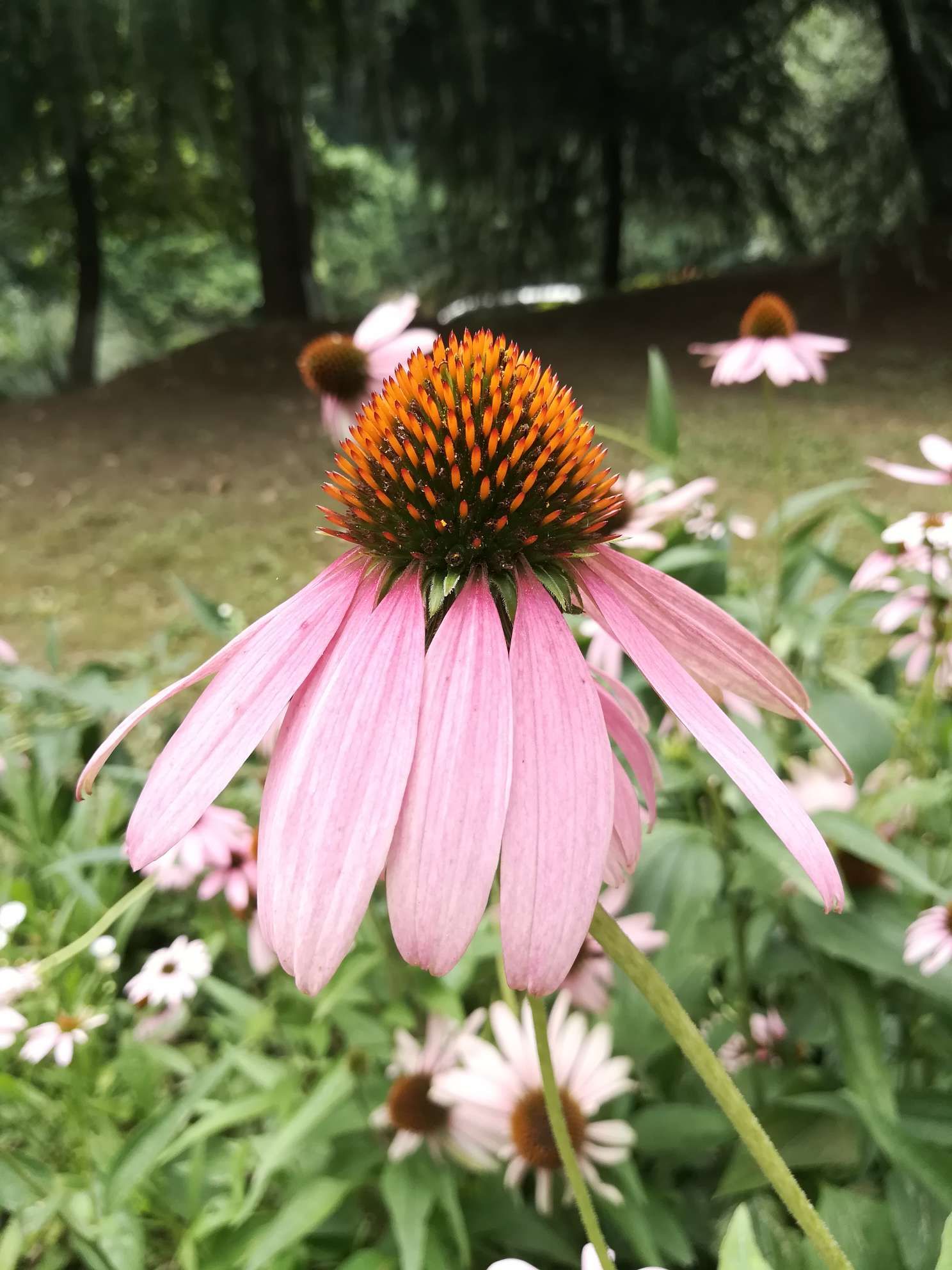 松果菊种子