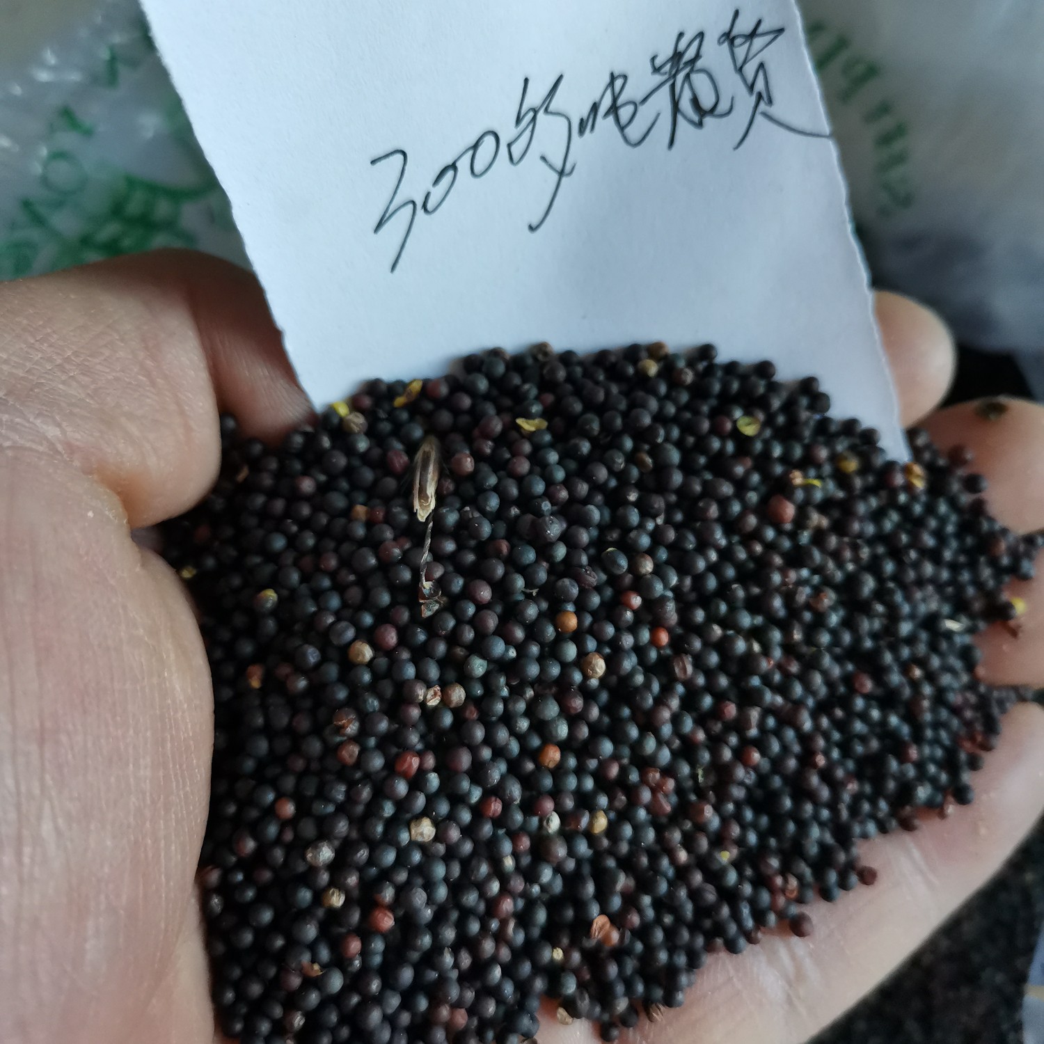 菜籽油的菜籽照片图片