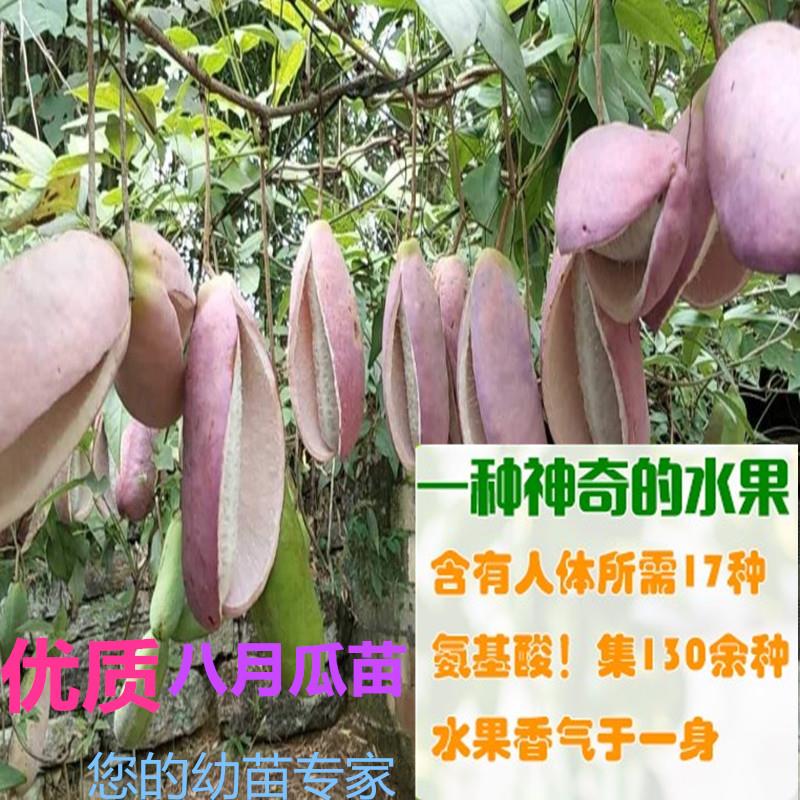 八月瓜苗  八月瓜改良苗南方果树苗无籽少籽基地直销