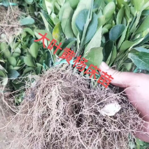 沭阳县 冬青小苗，质量保证，自家扦插，根系非常好，特别耐寒。