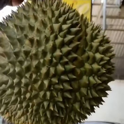 华坪县 金枕榴莲货源地供应品质保证