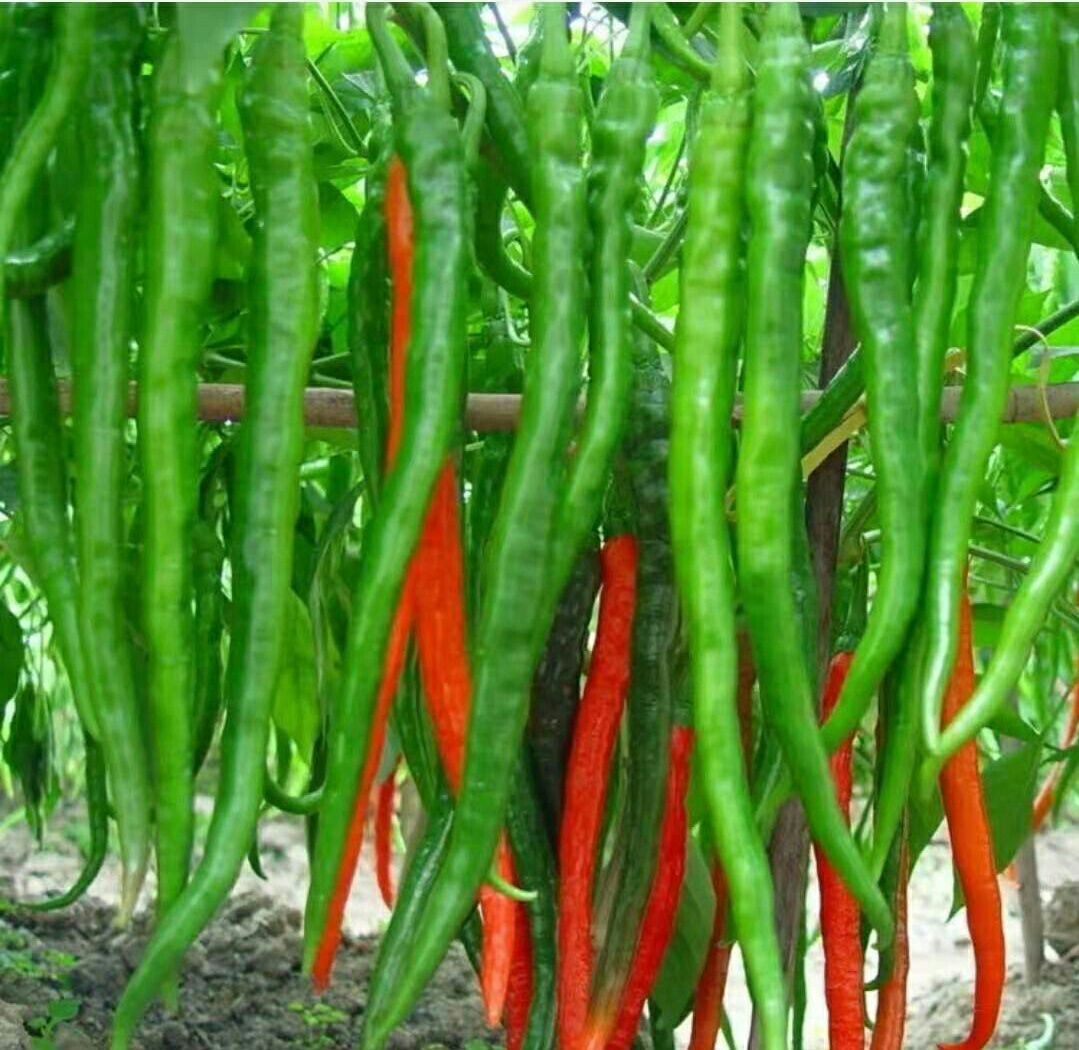 二荆条辣椒苗