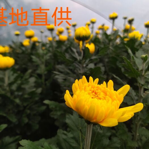 新沂市黄白菊  鲜花白菊黄菊花篮花圈花店殡葬扫墓用花配花